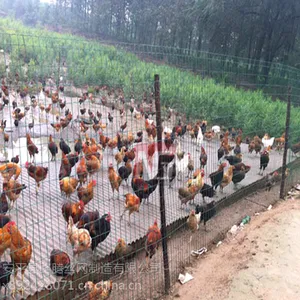 荷兰网铁丝网荷兰网批发报价空地种植地圈地网养鸡专用网动物散养围网玉米圈网