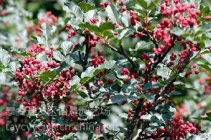 四川麻辣花椒苗 大红袍花椒树苗 花椒小苗批发