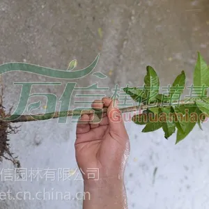 一米高天香台阁价格|一米高天香台阁批发|一米天香台阁图片