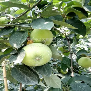 金帅苹果苗鑫豪园艺场大量出售,价格便宜,质量***