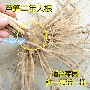 特色蔬菜种苗农田菜园苗芦笋苗园林苗 大田苗、农场、绿化苗木