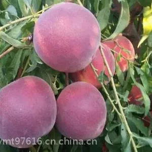 去哪里能大宗批发蒙阴蜜桃_“桃小蒙”是蒙阴蜜桃大型栽培基地 去哪里能大宗批发蒙阴蜜桃? 答案:批发