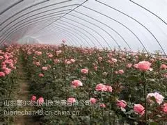 富尔农业科技供应良好的花卉温室大棚建造,花卉温室行情