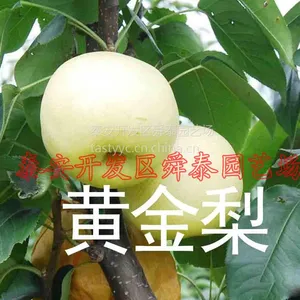 供应梨树苗 黄金梨 黄冠梨 爱宕梨 早红考密斯梨等梨树苗 品种齐全