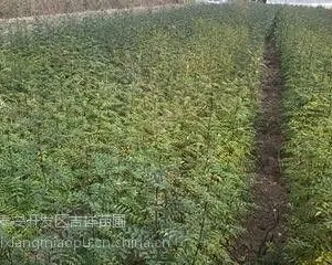 哪里出售花椒苗,花椒苗种植基地,山东花椒苗厂家