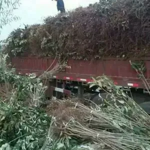 板栗苗批发,哪里板栗苗价格低,山东板栗苗基地