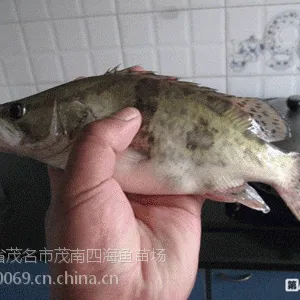 ������Ӧ���ʹ�����������