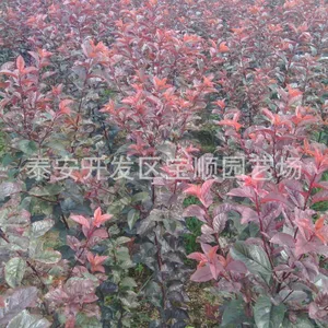 供应各种绿化苗果树苗 紫叶李 红叶李繁育基地 哪里有紫叶李小苗