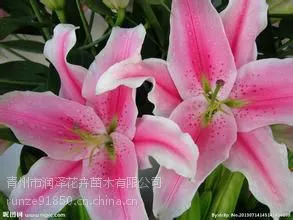 美丽的 百合价格 百合多少钱一棵