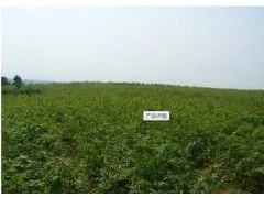 供应大量供应榉树小苗