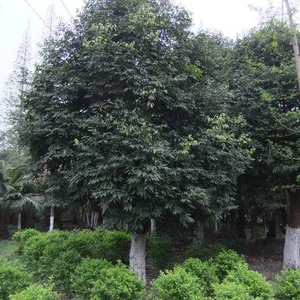 天竺桂价格 天竺桂价格 天竺桂图四川天竺桂价格