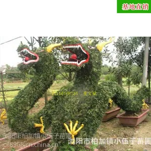 批发 罗汉松 动物造型 供应园林绿化工程 苗木 庭院绿化 苗农种植