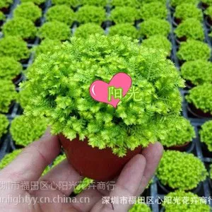 园林景观制作蕨类植物 户外绿化植物墙造景盆栽80#金丝雀蕨