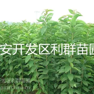 ��Ӧ������ӣ�������� ����������ӣ������ֲ�������� ���ﰫ��ӣ����