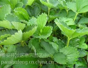 山东泰安全明星草莓苗***格，硬质果全明星草莓栽子价格