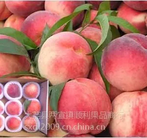 供应耐运输颜色全红的620毛桃脆密王毛桃70以上620毛桃上市价格