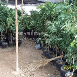 �˰���֦������ ������֦���繩Ӧ ������֦�������� ����Ц��֦������