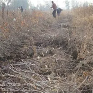 ��ɭũҵ�Ƽ���Ӧ������۸� �½�˿4����������