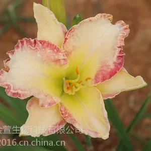 江西忘忧草种子种苗批发