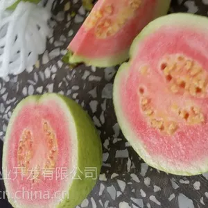 红心番石榴苗