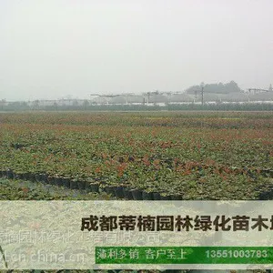 成都红叶石楠价格 红叶石楠苗木基地