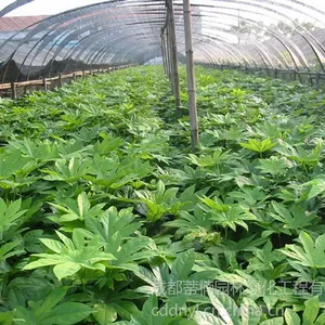 供应成都八角金盘价格  成都八角金盘报价八角金盘品种八角金盘规格