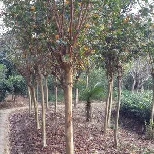 百日红,百日红报价,百日红批发,5公分百日红价格,潢川百日红大型种植基地常年供应百日红