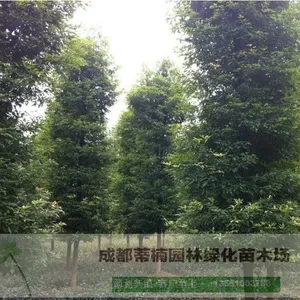 桢楠树 桢楠价格 桢楠木 桢楠种子 桢楠乌木 桢楠木价格