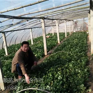 供应优质草莓苗 图德拉草莓苗 高产草莓苗
