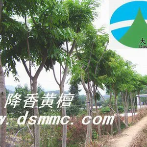 ��Ӧ����ľ�磬���ϻƻ��棬�����̴�磬��ľ��