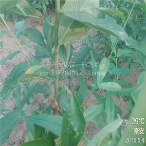 ֱ���Ｇ������ �Ｇ������۸� 1.5�׸ߵؾ�1���ָ߲��޽�Ʒ�� ��һ԰�ճ�***��