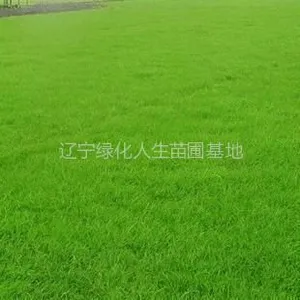 ��Ӧ������ƺ ��Ƥ �ݾ�����