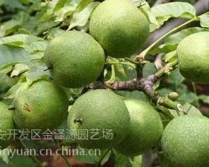 核桃树苗 四川占地核桃树苗价格 四川1公分2公分嫁接核桃树苗***格】