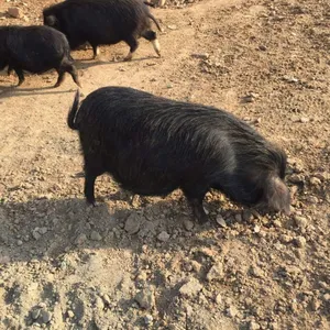 供应河南林州禾泰肉品藏香猪养殖基地