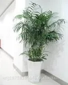 杭州滨江区花卉绿植租摆公司