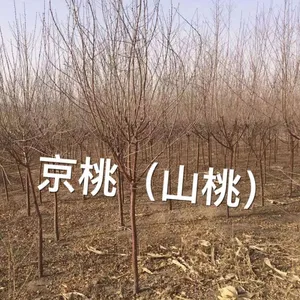 京桃价格/山桃价格/京桃各种规格3-8公分