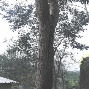 ��Ӧ����ľ�磬���ϻƻ��棬�����̴�磬��ľ��