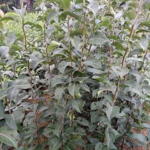 梨树苗基地批发各种梨苗,新梨7号梨苗,玉露香梨苗,品种齐全