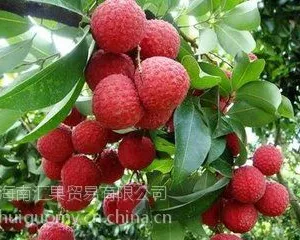海南妃子笑荔枝***预定中