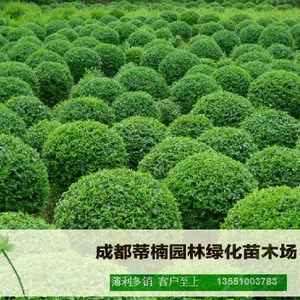 成都苗木基地供应小叶女贞 成都小叶女贞价格 成都小叶女贞苗木