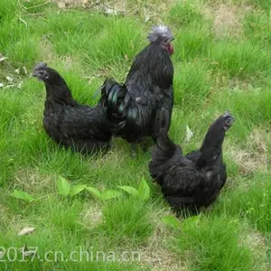 鸡苗批发，厂家直销，价格优惠，成活***