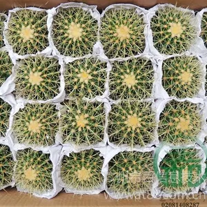 供应高度:11~13 冠幅:≥7cm,供应金琥