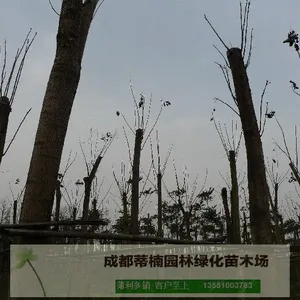 复羽叶栾树 栾树种子价格 四川供应栾树 栾树种植技术
