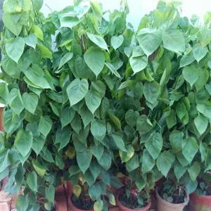 武汉大型绿植租摆公司,武汉大型绿植花卉租赁公司