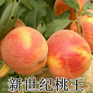 山东大泽山 嫁接新世纪桃王桃树苗 中晚熟新品种 露天大棚南北方种植