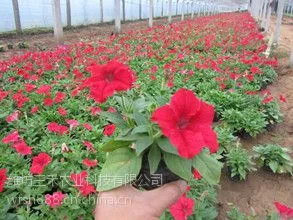 青州矮牵牛草花10月份交易价格汇总