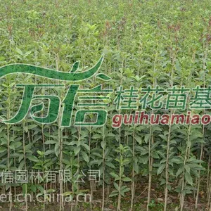 广州金桂苗价格,广州丹桂苗价格,广州桂花苗价格