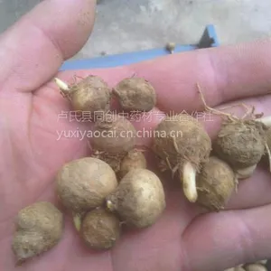 旱半夏种子多少钱？河南产地直销价格