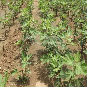 大量出售布兰瑞克无花果苗 无花果苗品种多货源好