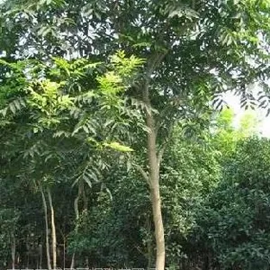 ��Ӧ�ϻ��۸�ϻ����۸�